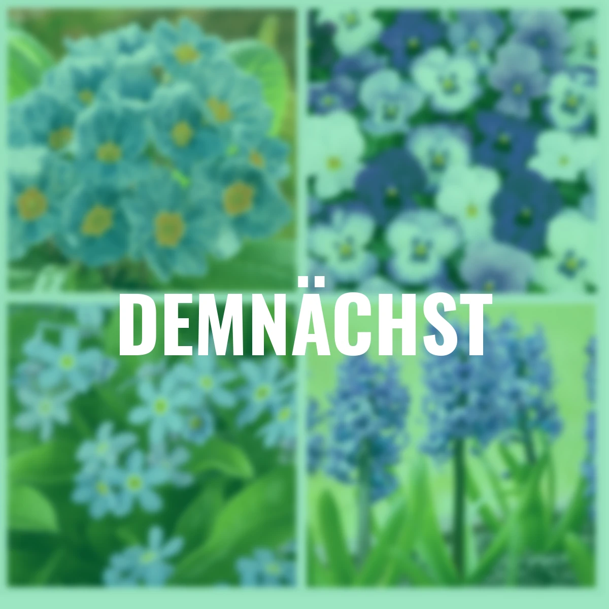 Frühblüher-Set Blauer Frühling