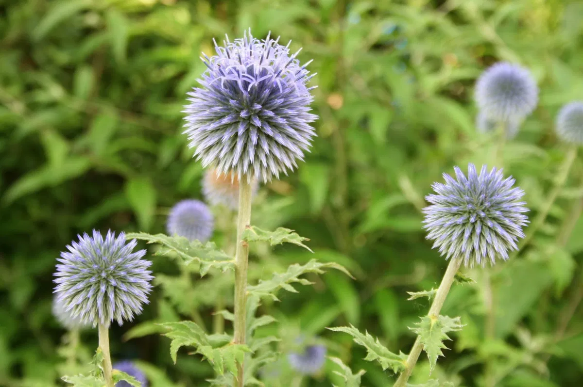 Banater Kugeldistel Blue Globe