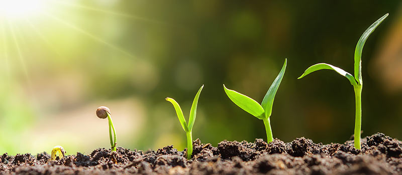 Frisch vorbereitetes Beet für die Direktsaat im Frühjahr