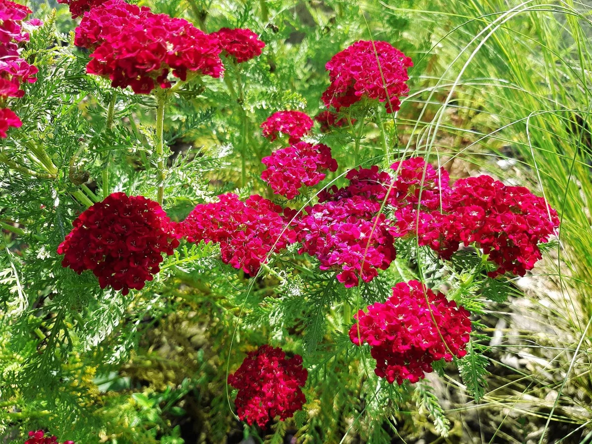 Rote Schafgarbe Kirschkönigin