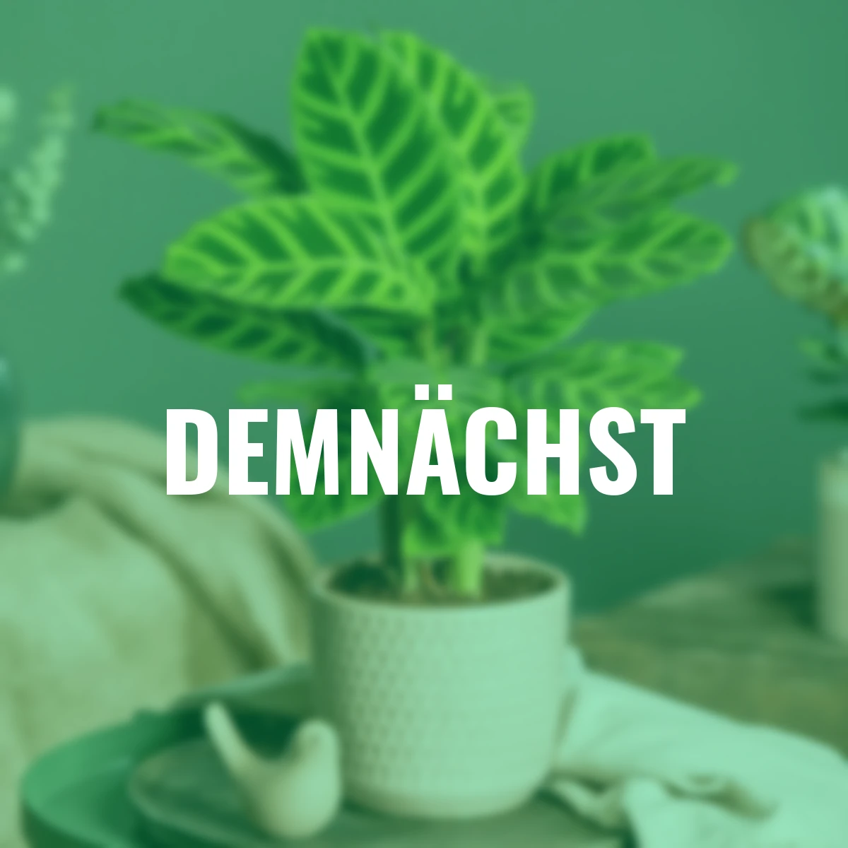 Korbmarante Zebrina, Höhe ca. 80-90 cm