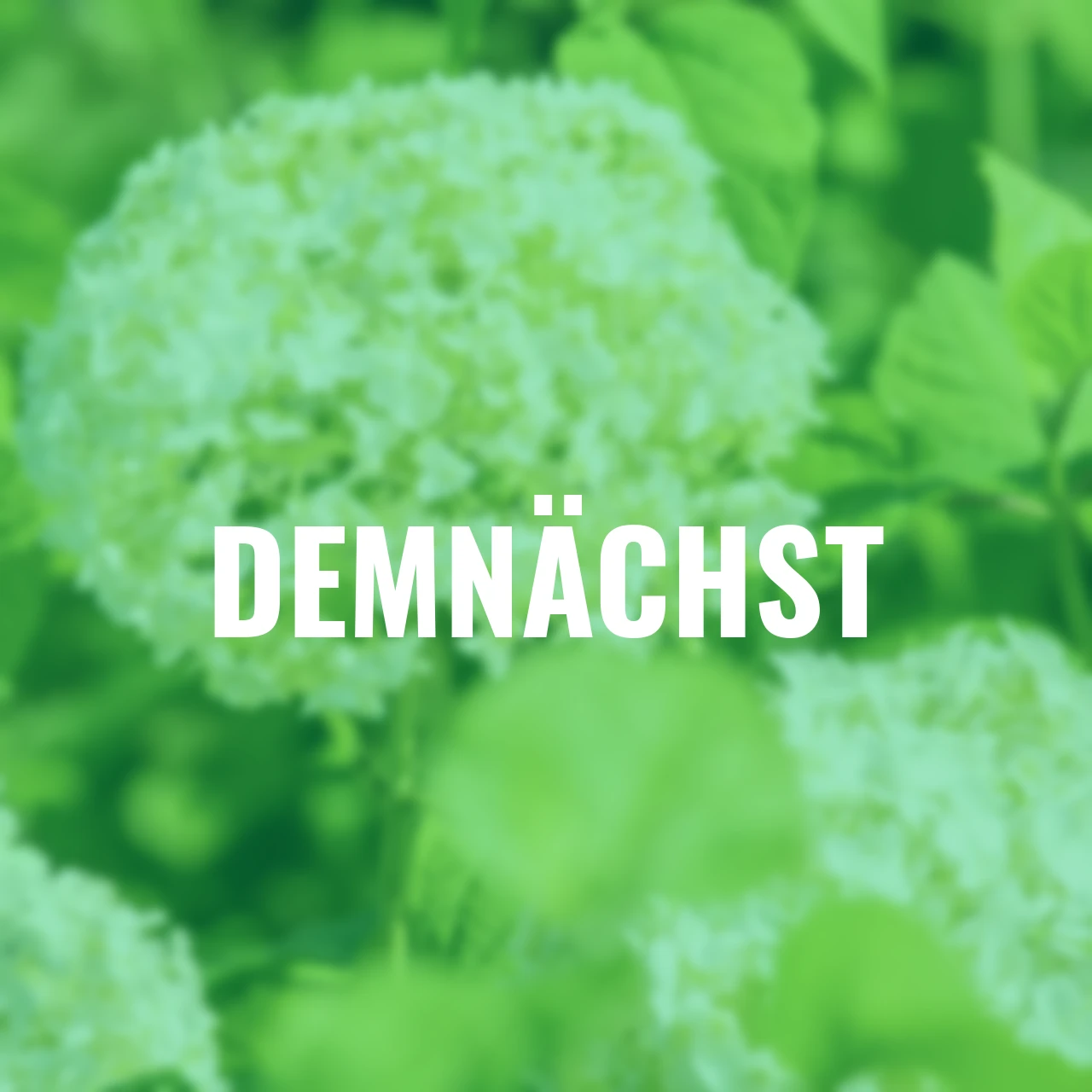 Schneeballhortensie Annabelle, im ca. 9 cm-Topf