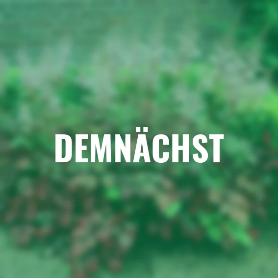 Prachtspiere Color Flash