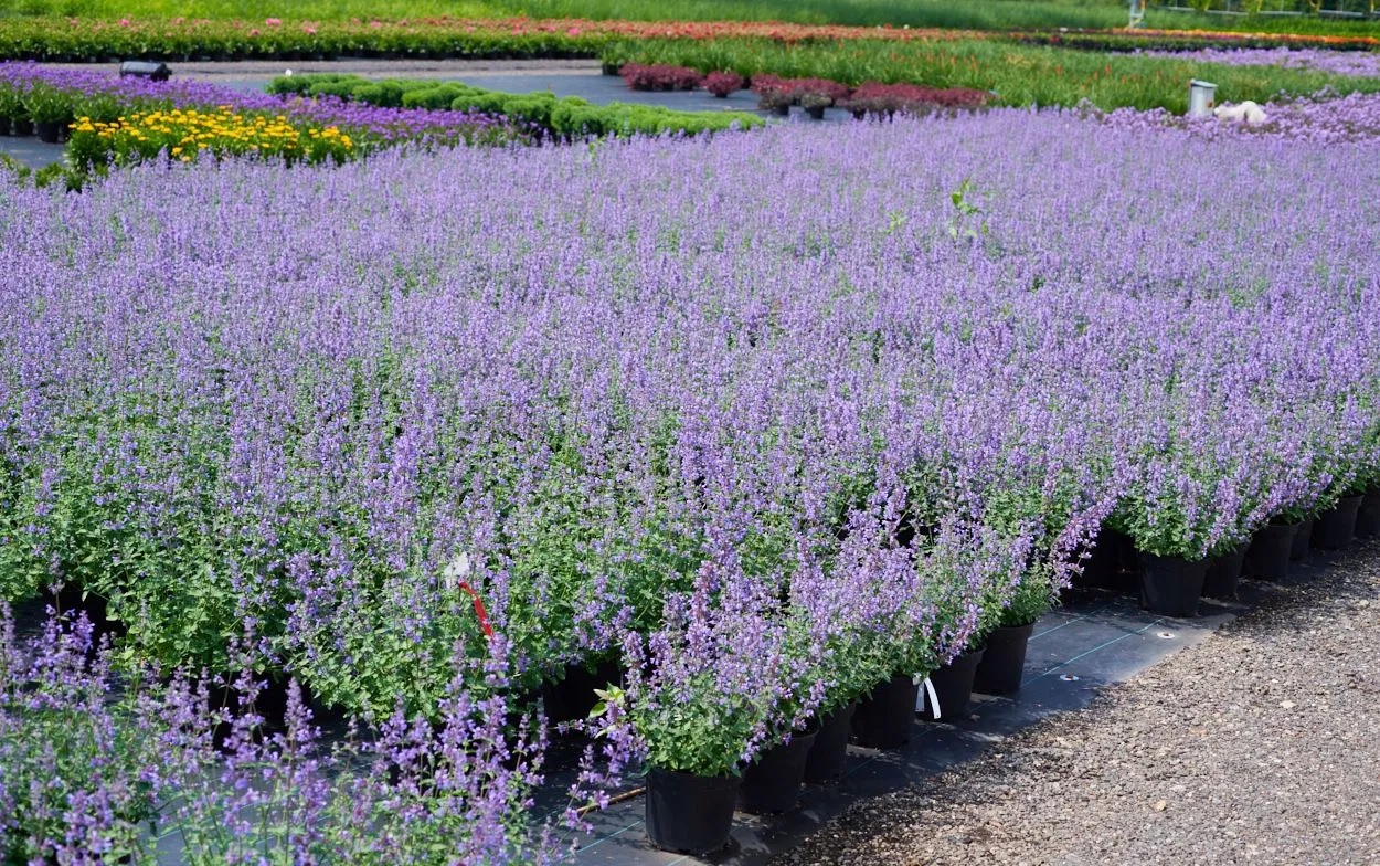 Katzenminze Walkers Low