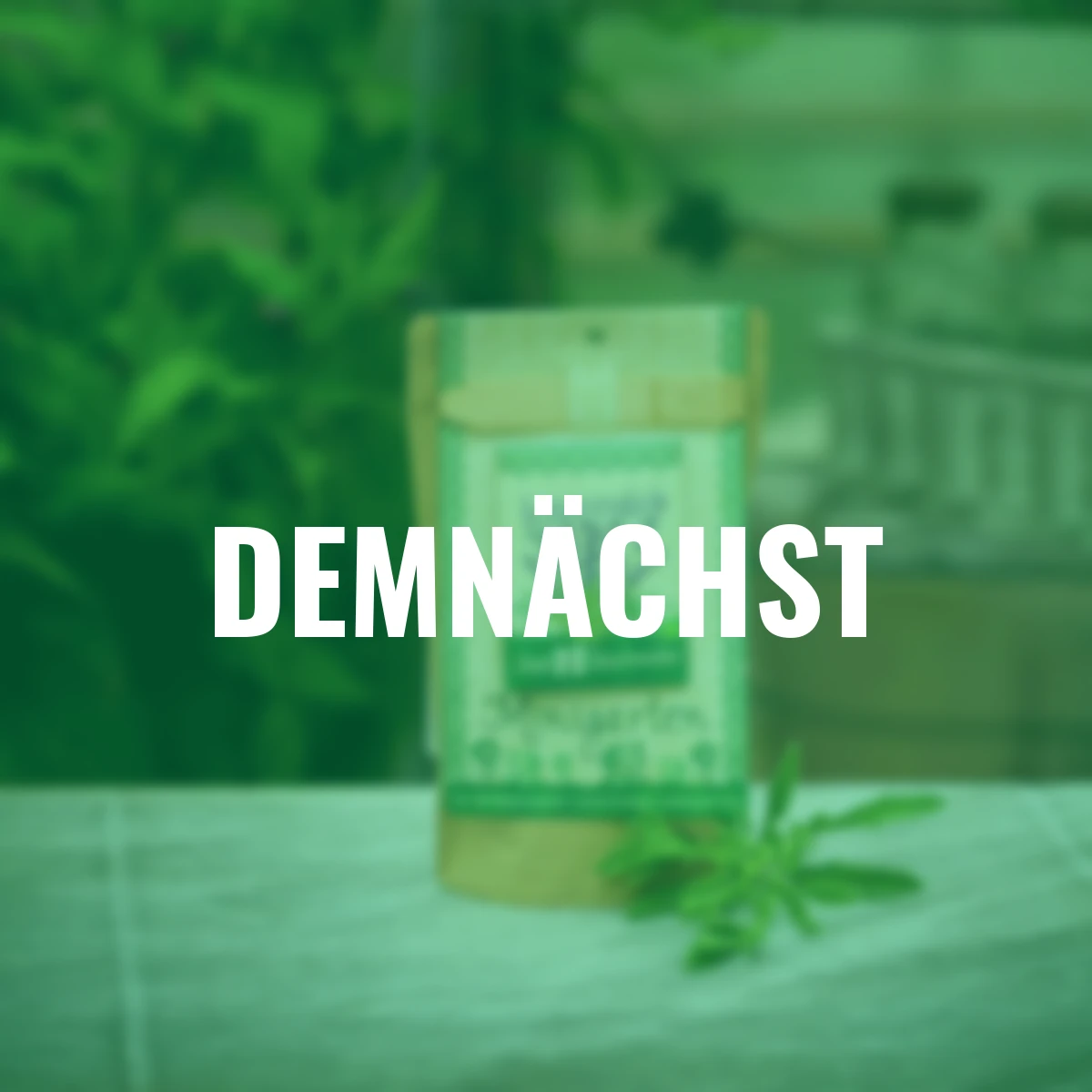 Minigarten - Echter Lavendel - BIO