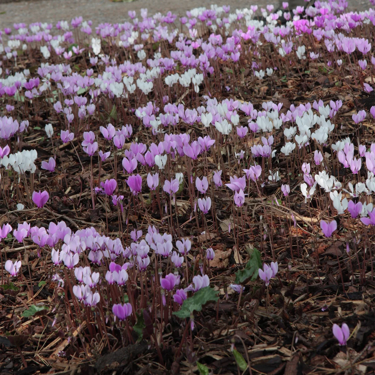 Herbst-Alpenveilchen, weiß