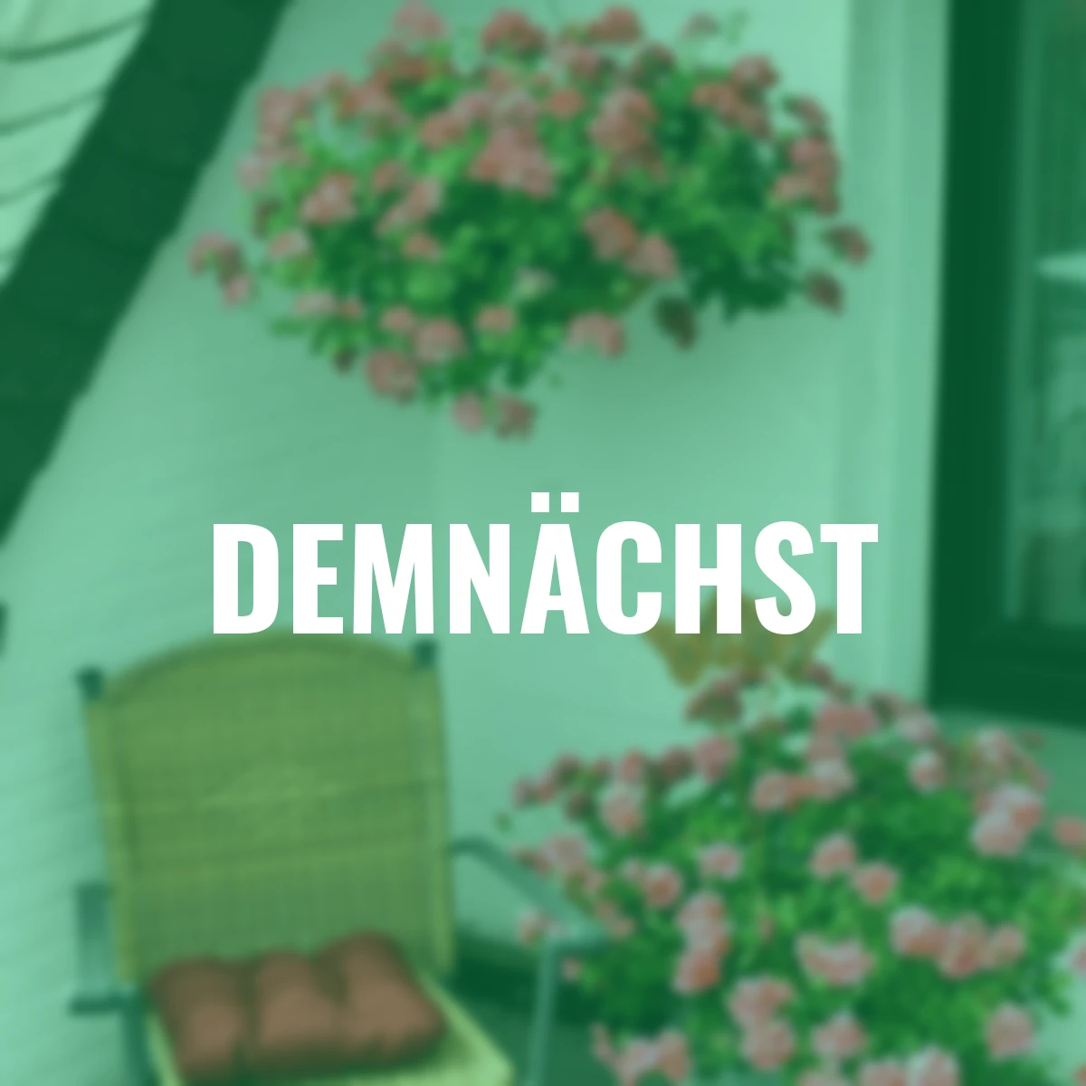 Hänge-Geranie, rot-weiß