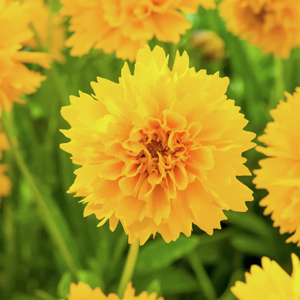 Blühstaude Mädchenauge, gelb