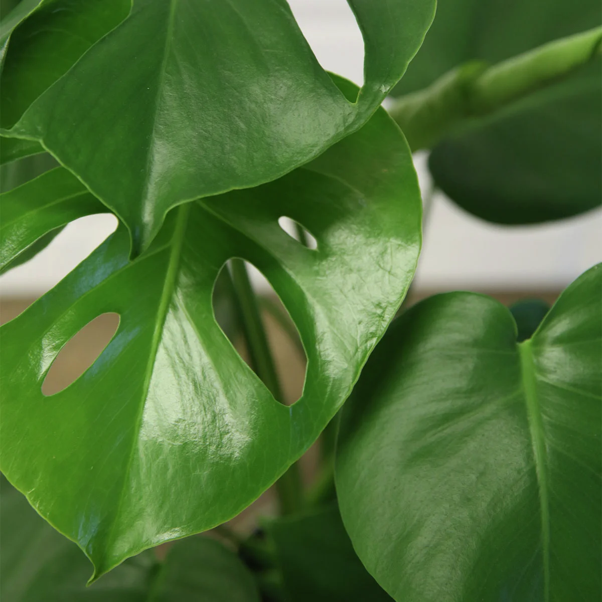 Fensterblatt Monstera, Höhe ca. 30-40 cm