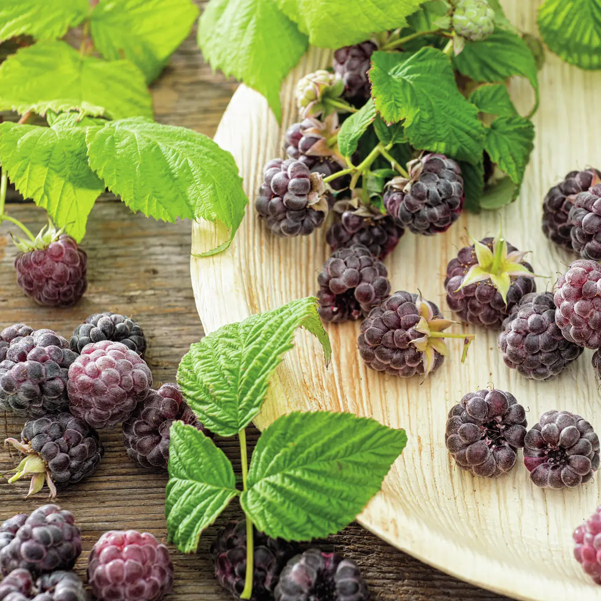 Dornenlose Himbeer-Brombeer Glen Coe
