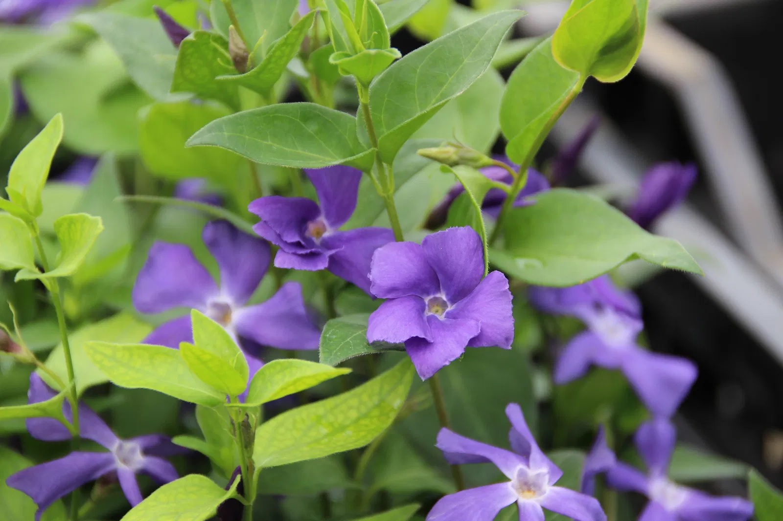 Großblättriges Immergrün