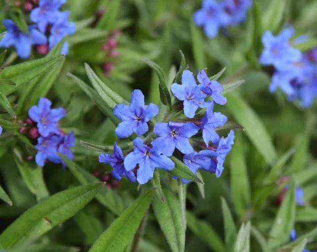 Purpurblauer Steinsame