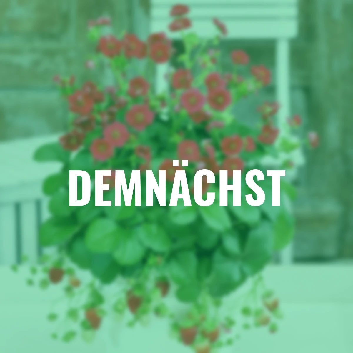 Rotblütige Balkon-Erdbeere