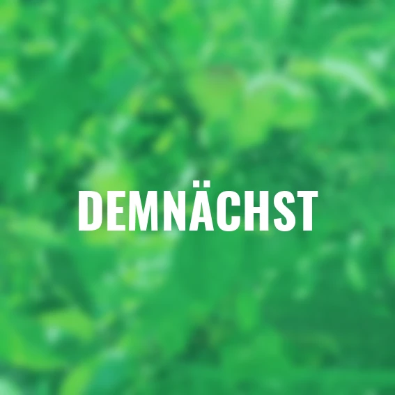 Vogelschutznetz, 10x2 m