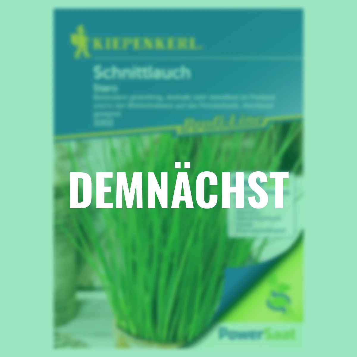 Schnittlauch Staro PowerSaat