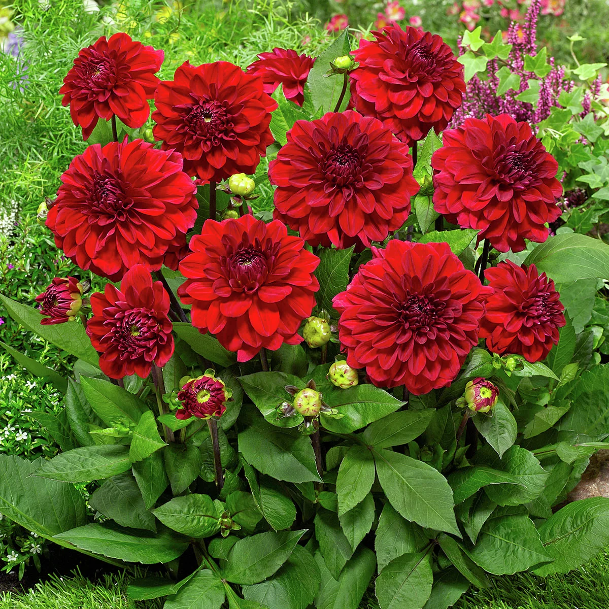 Set Schmuckdahlien Go-Go Beet-Dahlien