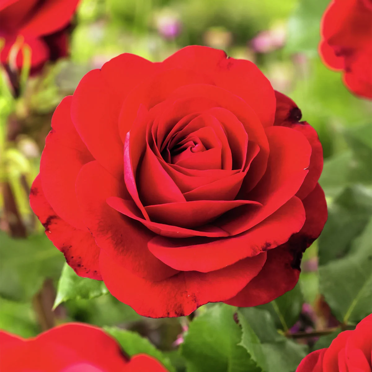 Roter Rosen-Stamm, Höhe ca. 50 cm