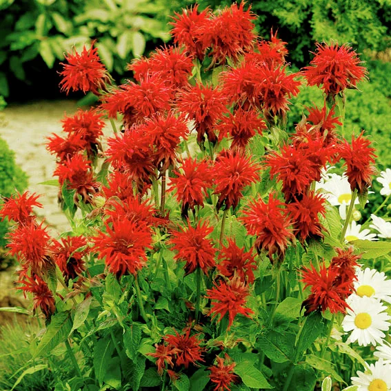 Indianernessel Cambridge Scarlet