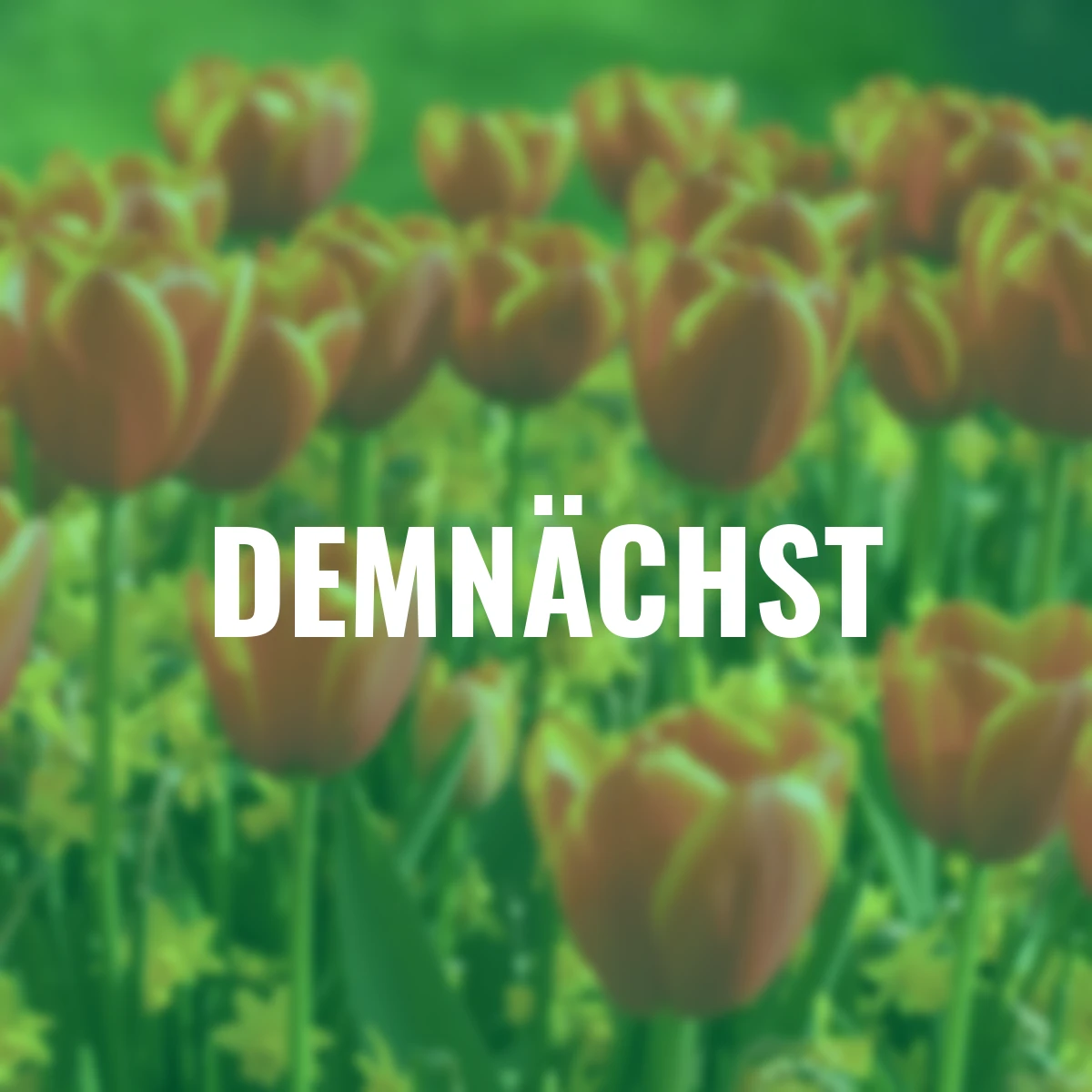 Frühblüher-Set Feuriger Frühling