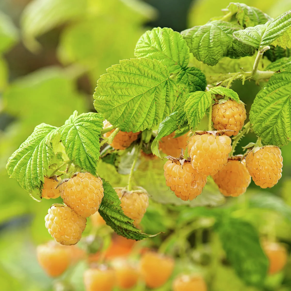 Honig-Himbeere Goldkind