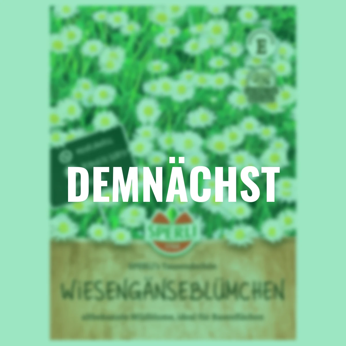 Wiesengänseblümchensamen SPERLI's Tausendschön