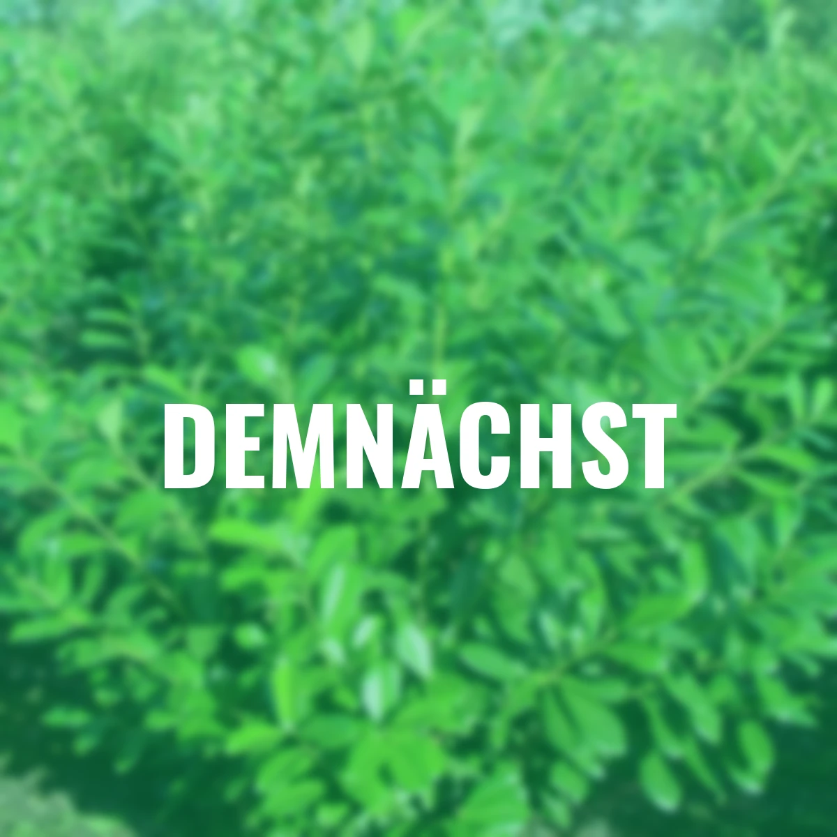 Kirschlorbeer Novita, im ca. 21 cm-Topf