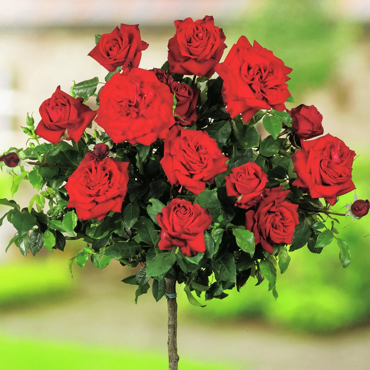 Roter Rosen-Stamm, Höhe ca. 50 cm