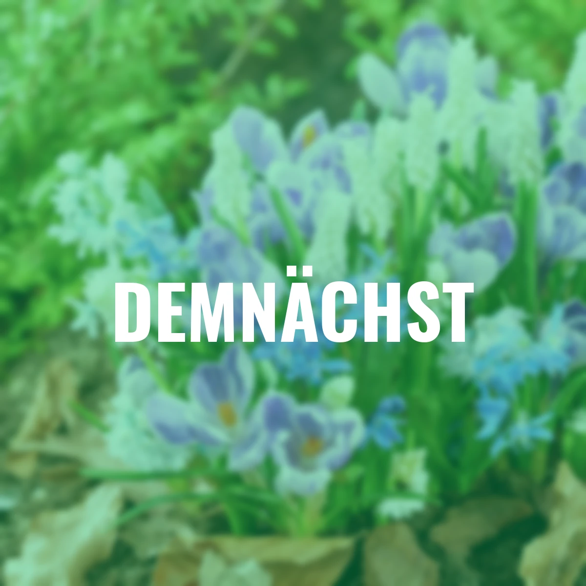 Blumenzwiebel-Set Blütenrausch