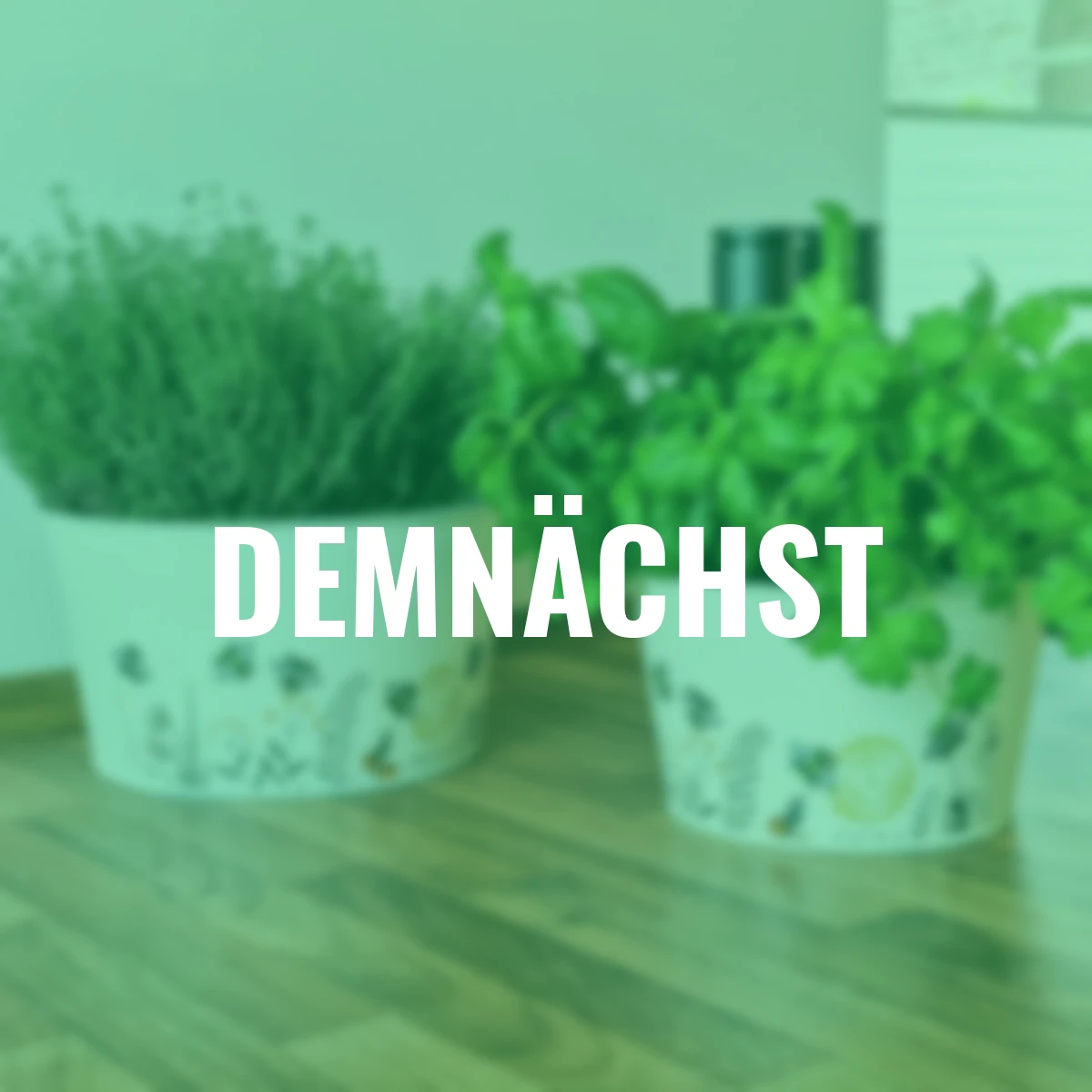 Zinktopf mit Bienenmotiv, 2er-Set, rund