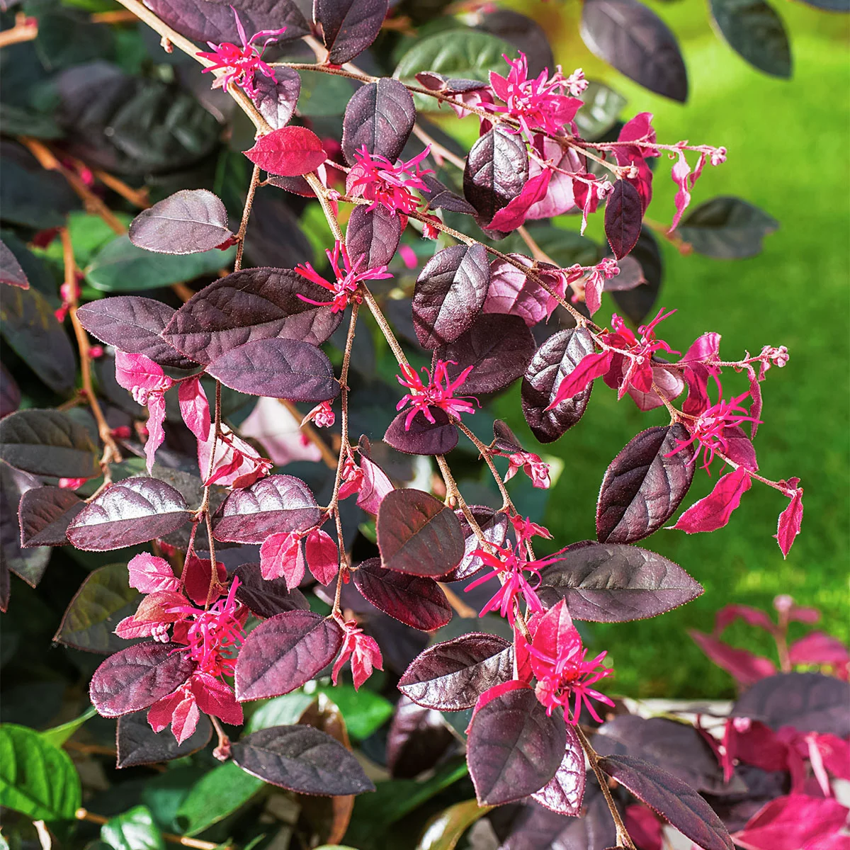 Riemenblüte Ever Red