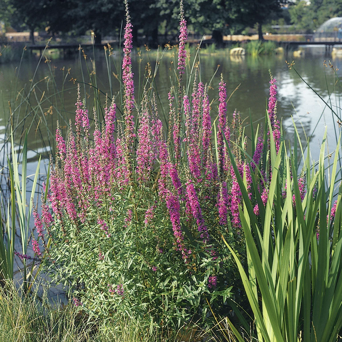 Blutweiderich, im ca. 17 cm-Topf