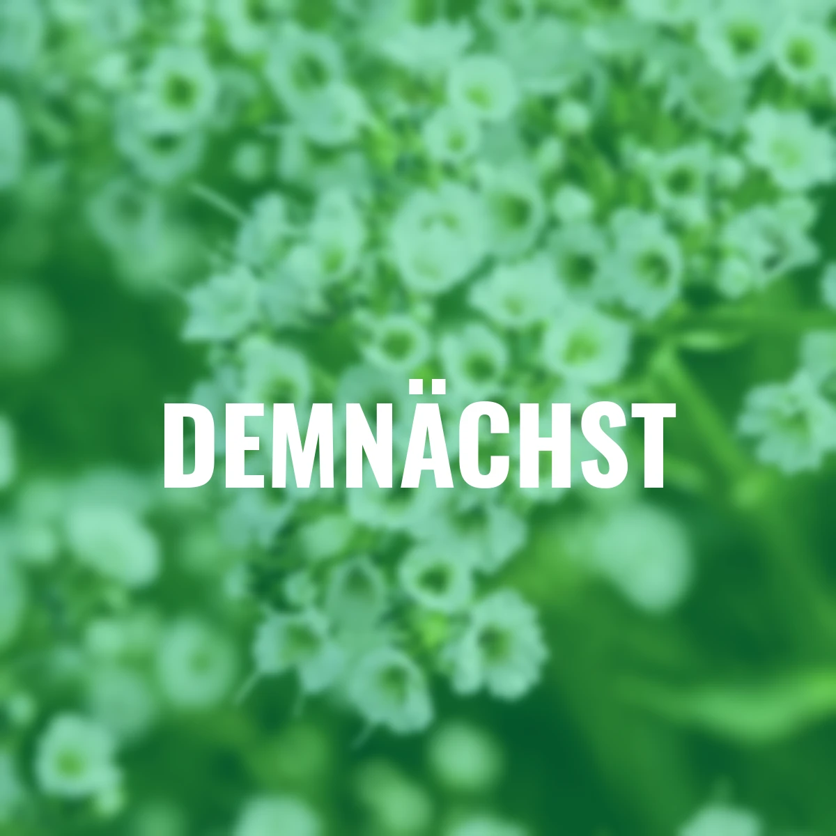 Schleierkraut, weiß