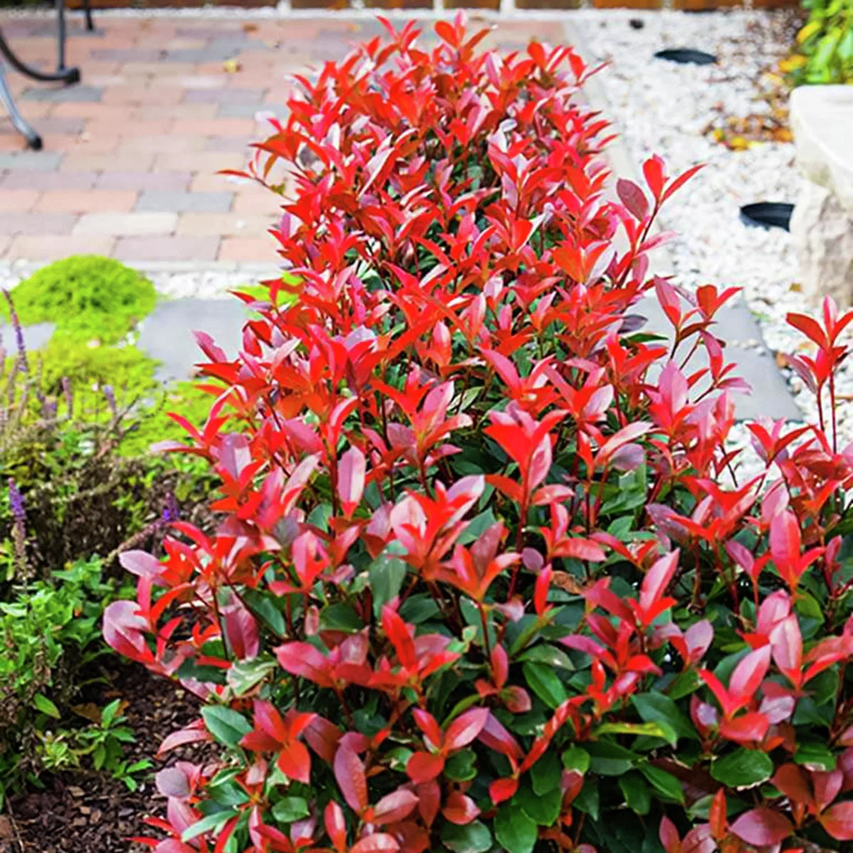 Glanzmispel Devil's Dream®