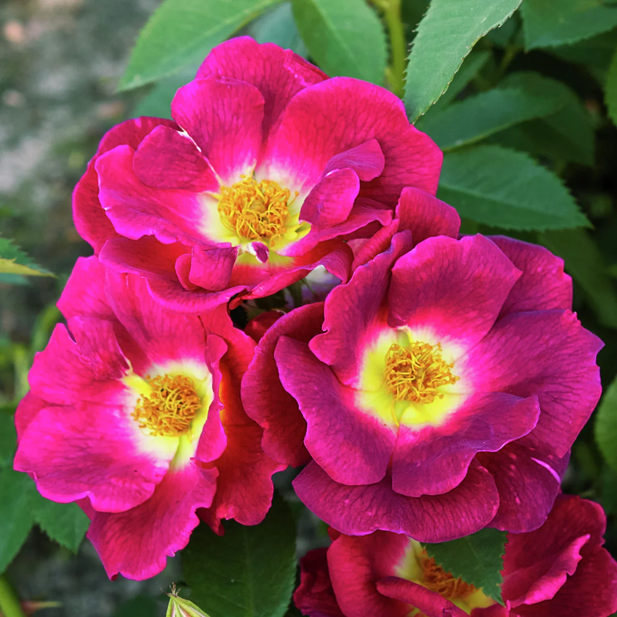 Bodendeckerrose Weg der Sinne®