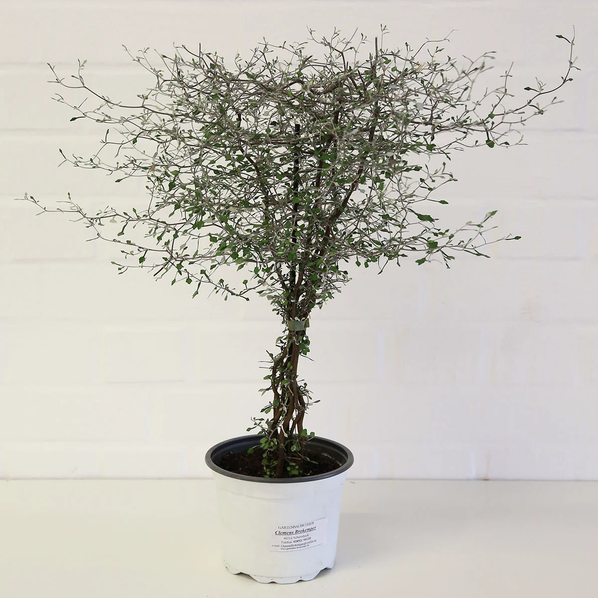 Zickzackstrauch, Höhe ca. 20-30 cm