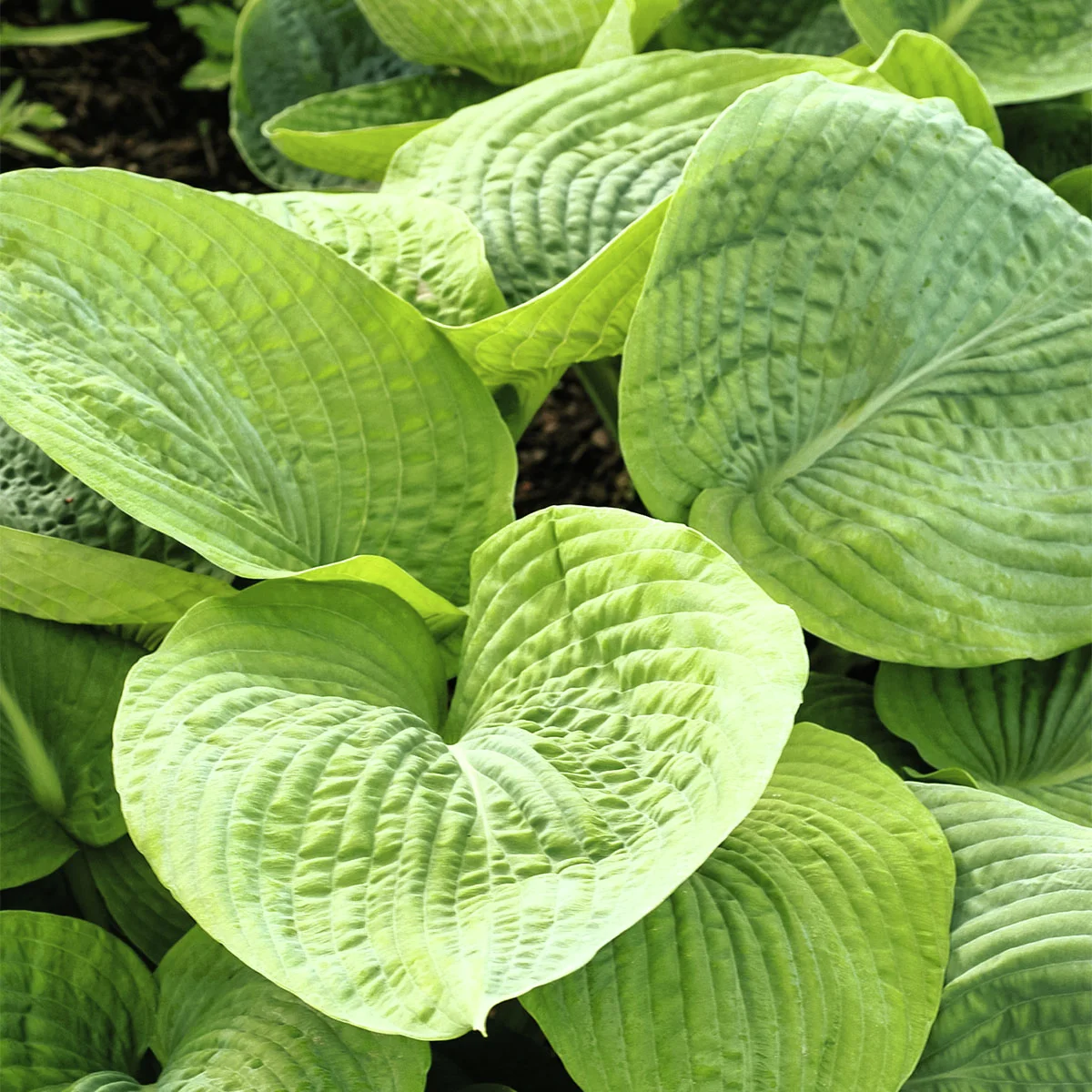 Riesen-Funkie Big Daddy