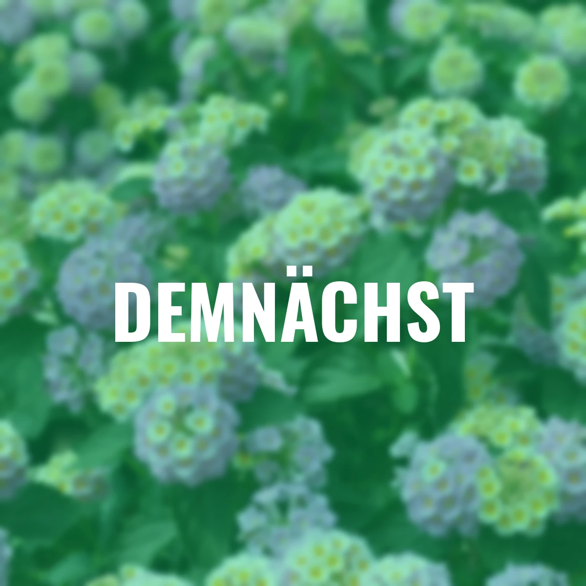 Wandelröschen-Stämmchen, rosa