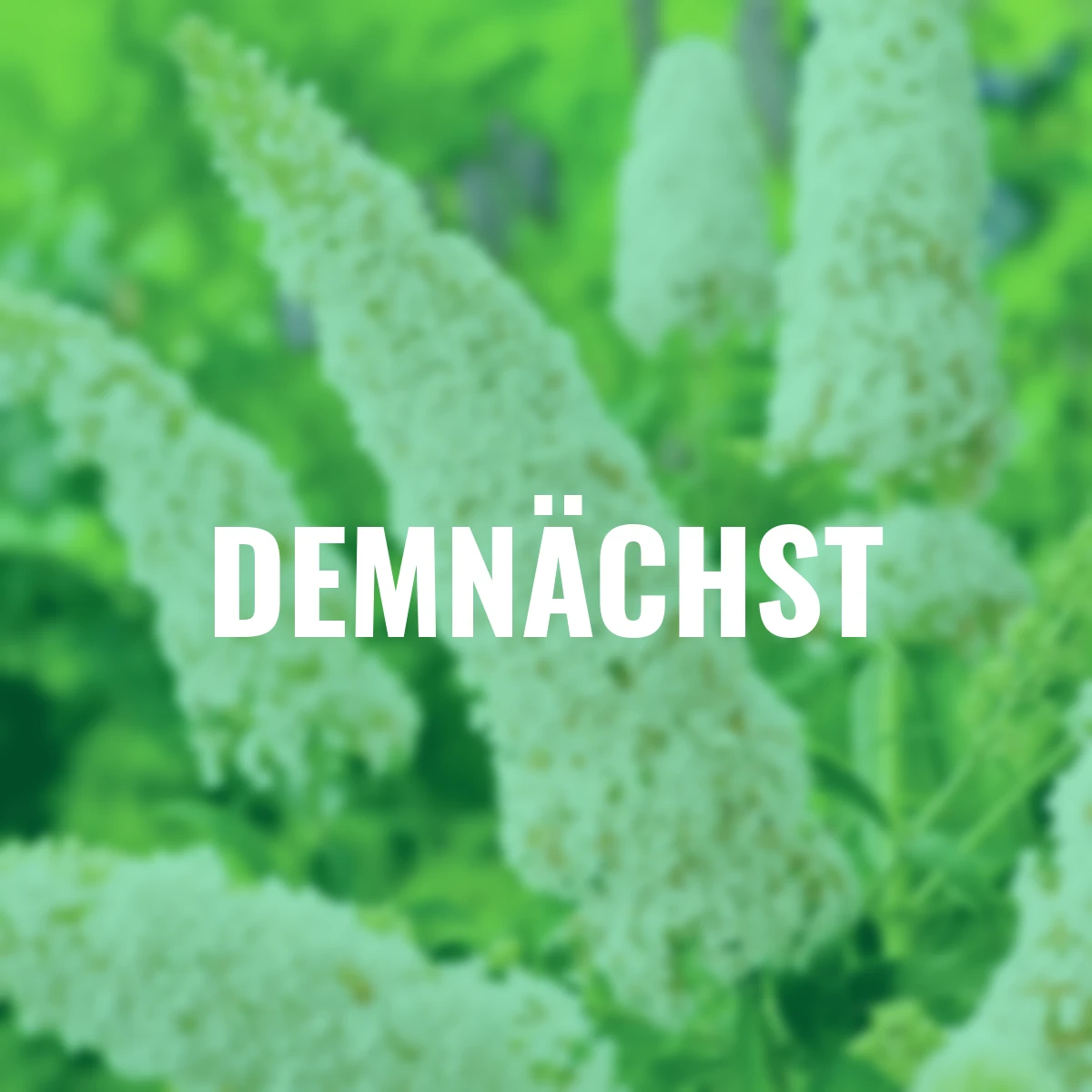 Schmetterlingsflieder, weiß