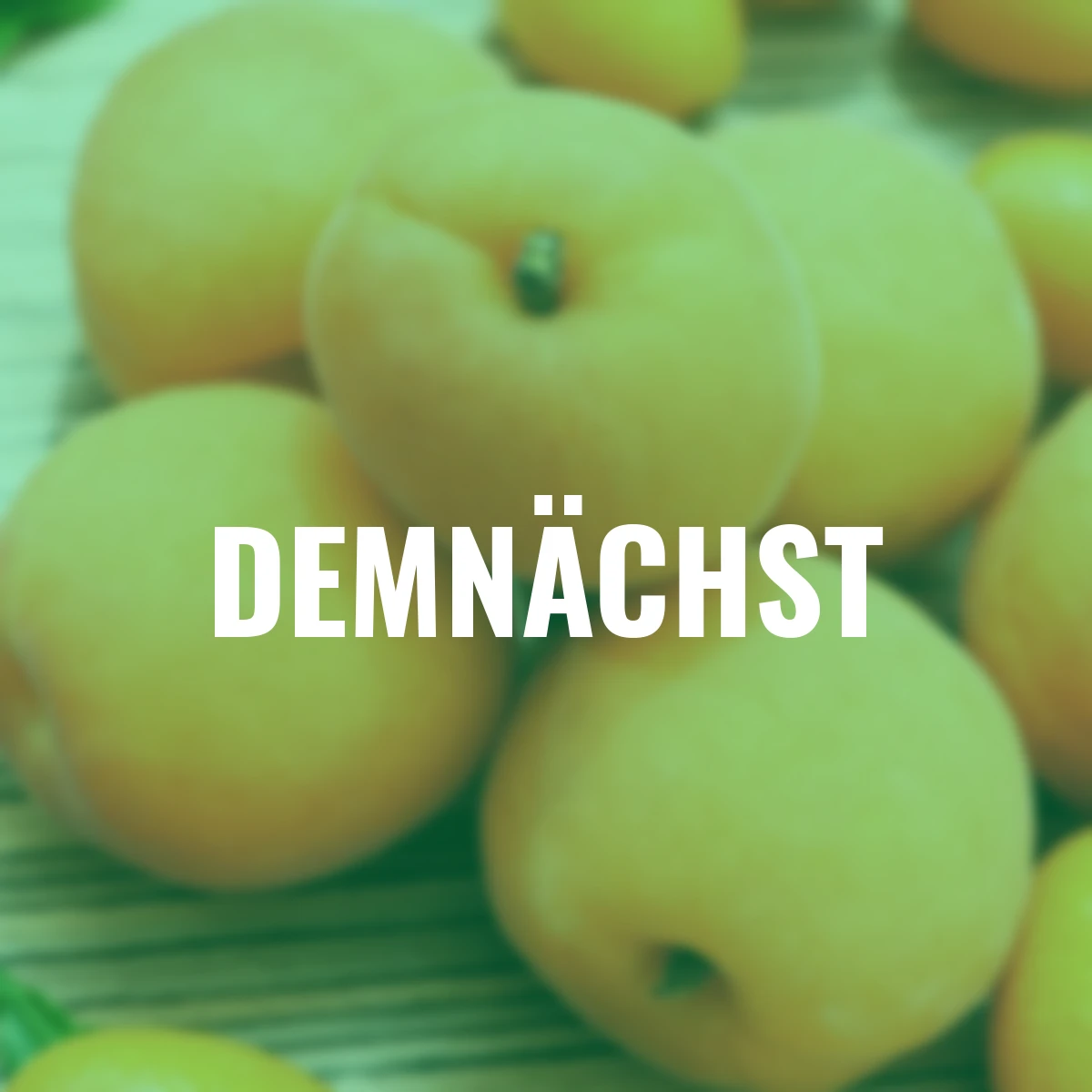 Zwergobst Aprikose Compacta