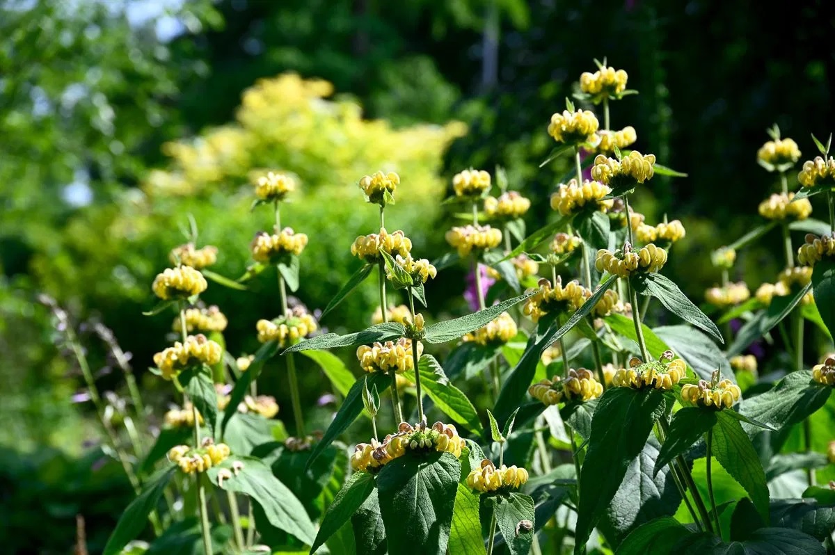 Syrisches Brandkraut