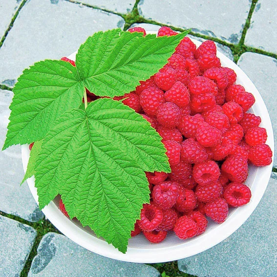 Himbeere Himbo-Top®