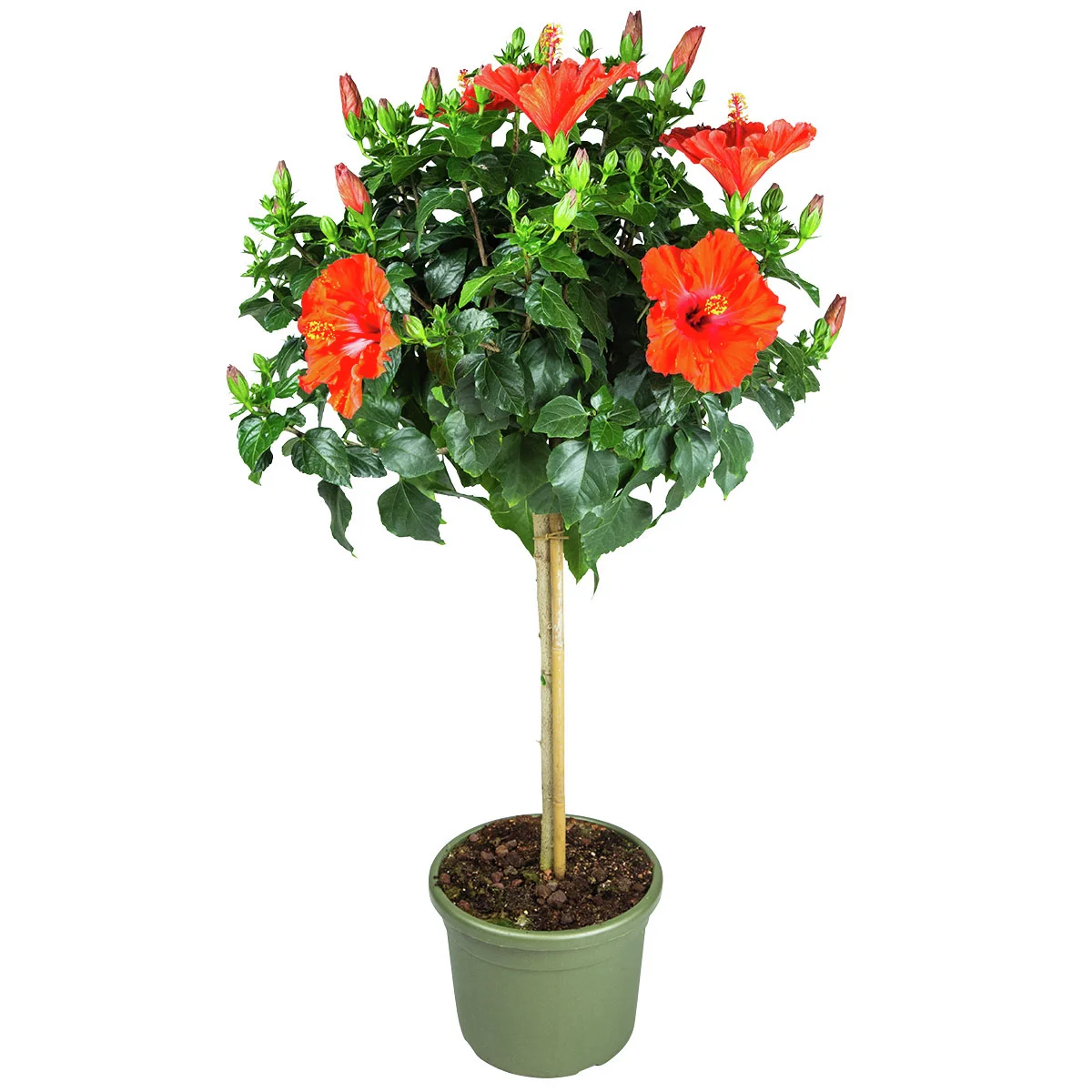 Roter Hibiskus-Stamm