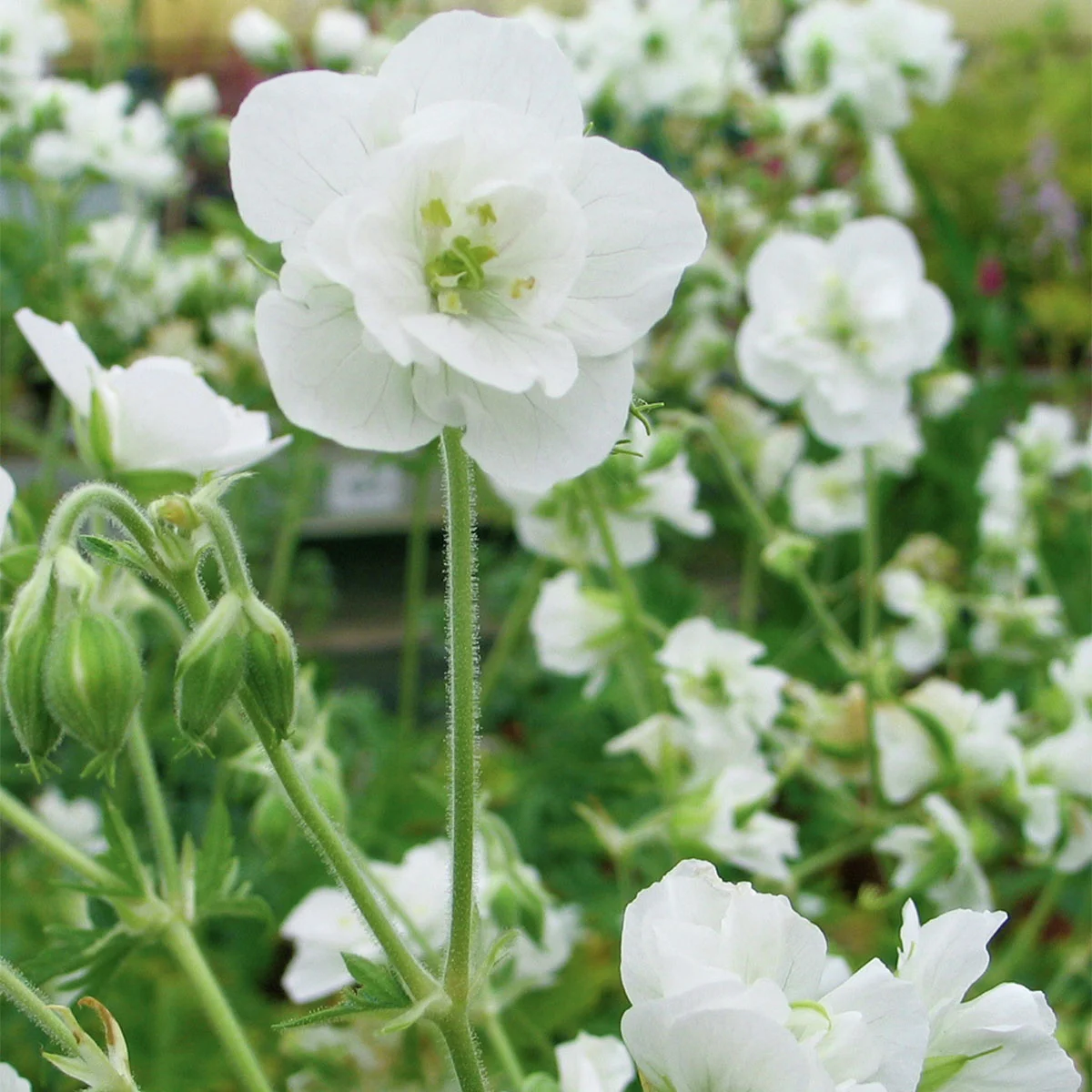 Storchschnabel Laura