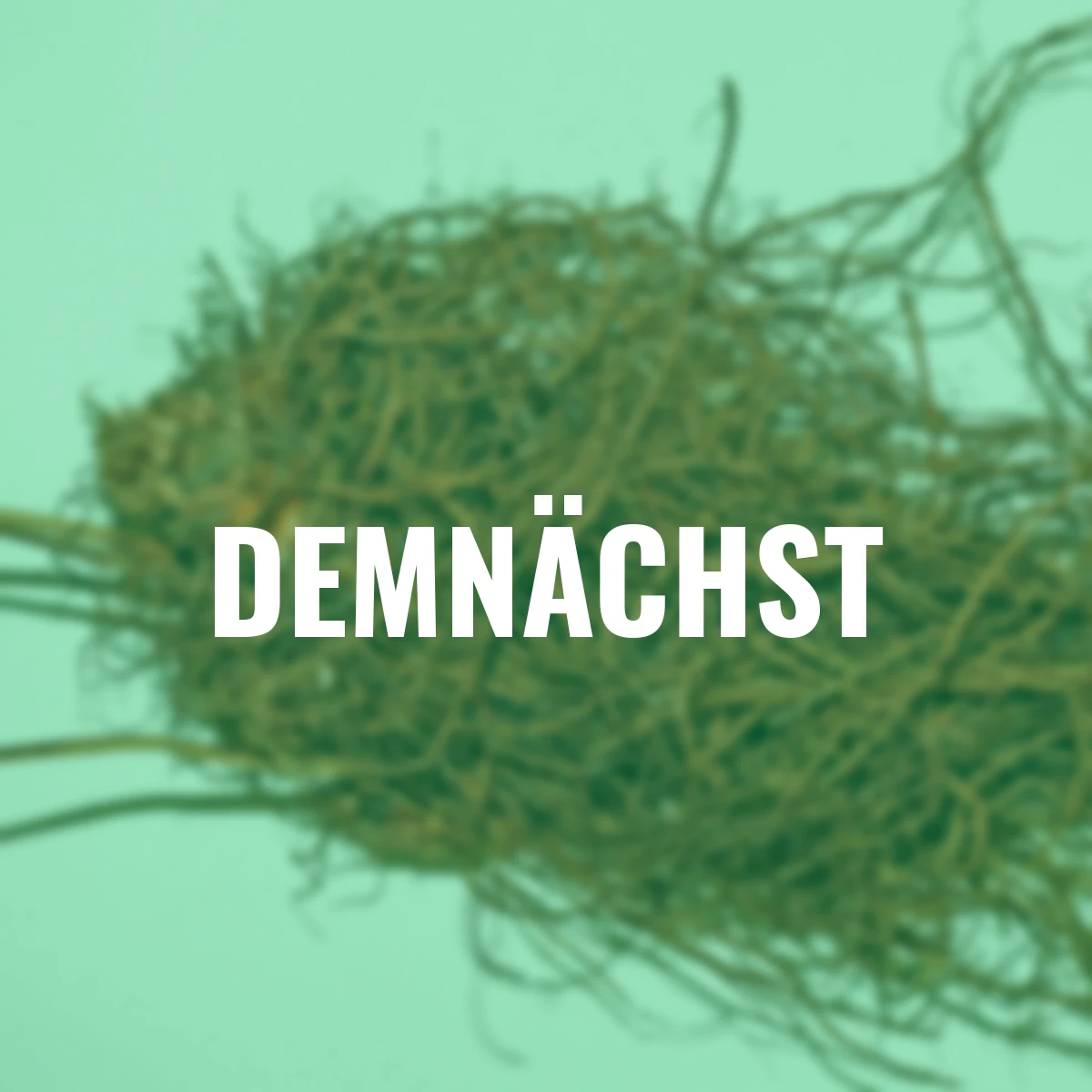 Prachtspiere Ruby Red