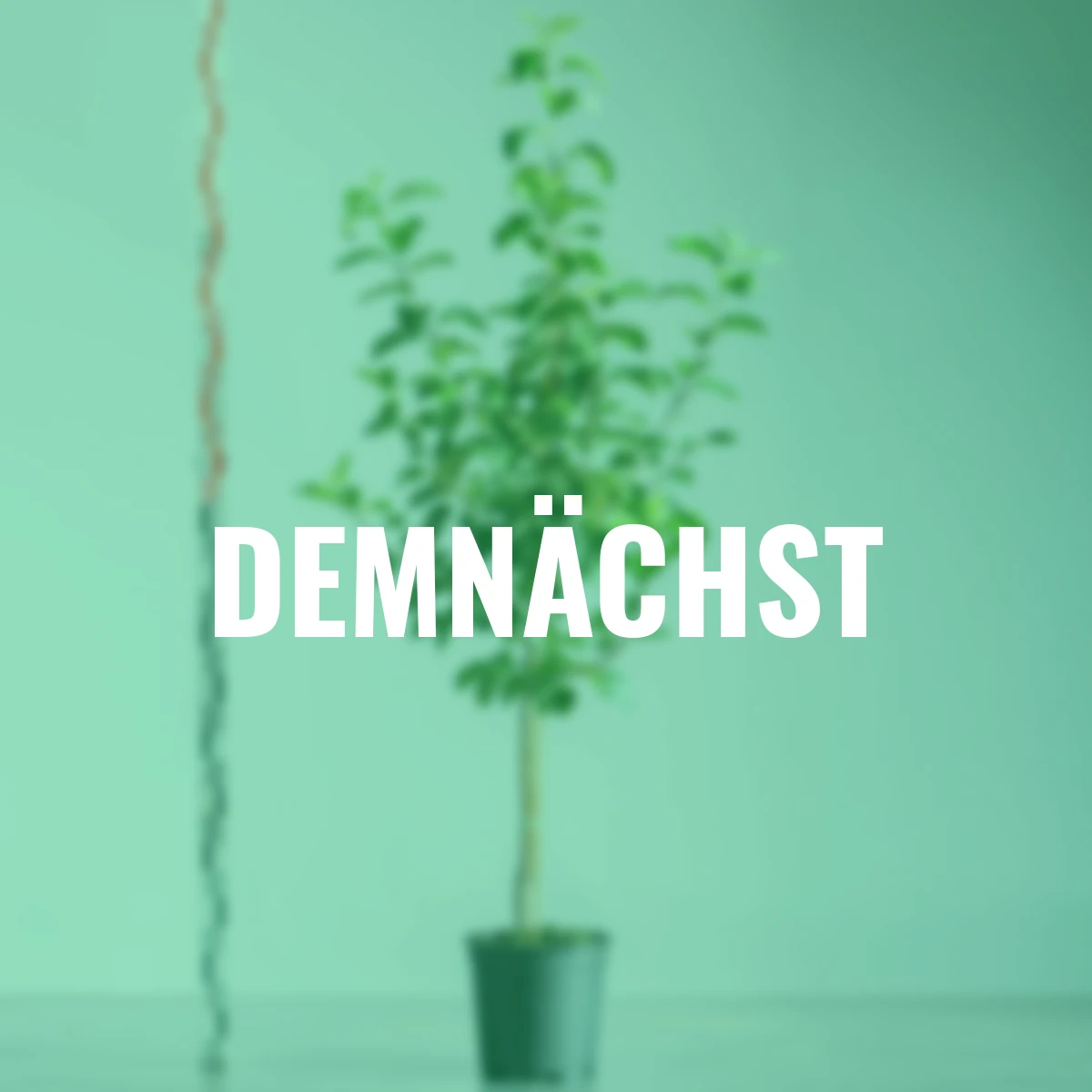 Apfel Kaiser Wilhelm