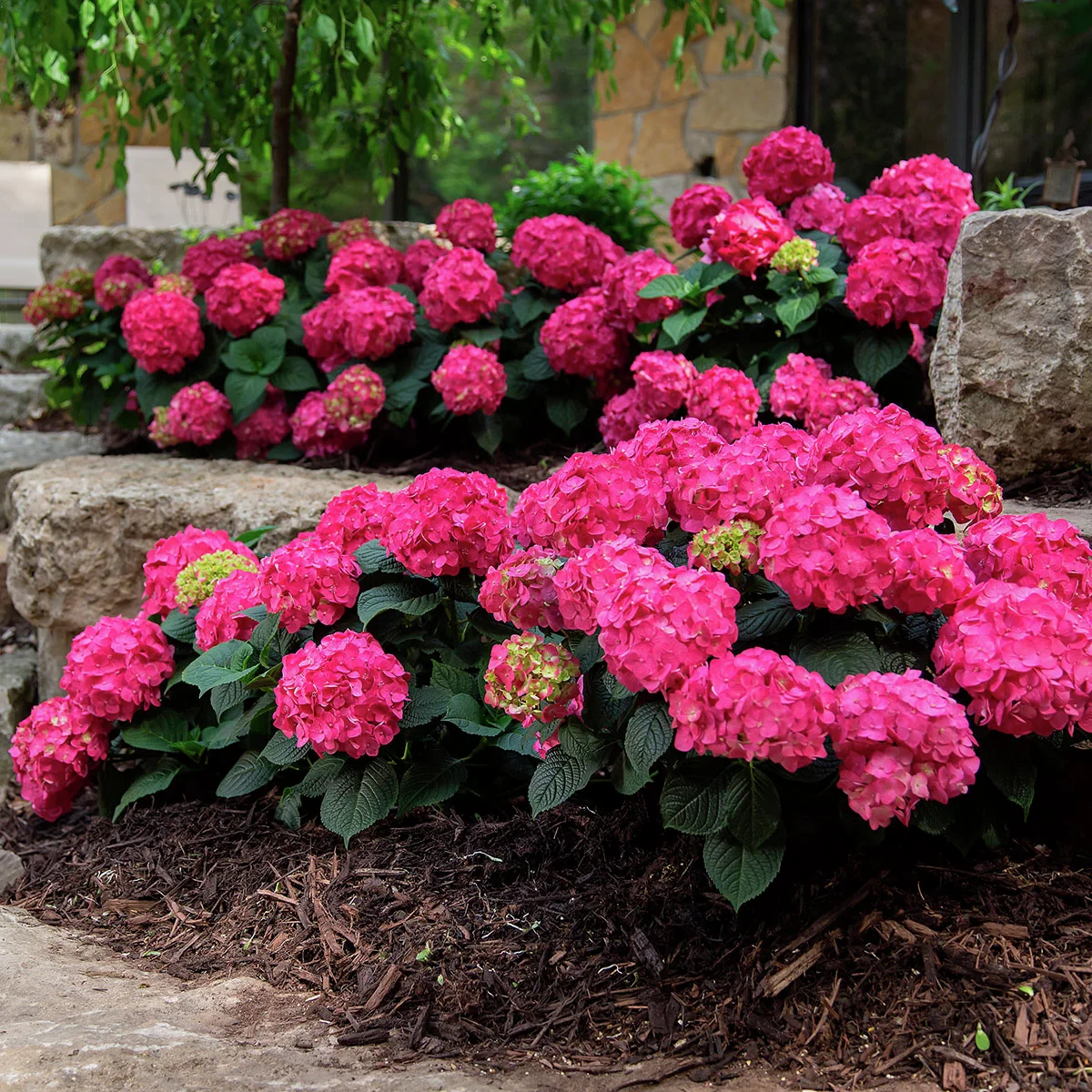 Hortensie Endless Summer® Summer Love®, im ca. 19 cm-Topf