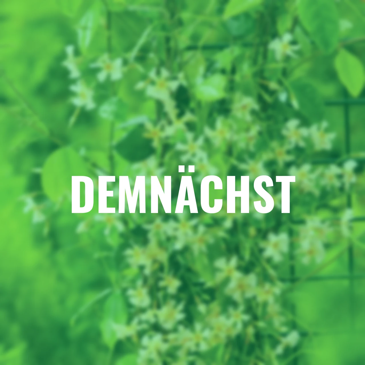 Sternjasmin Star of Toscana