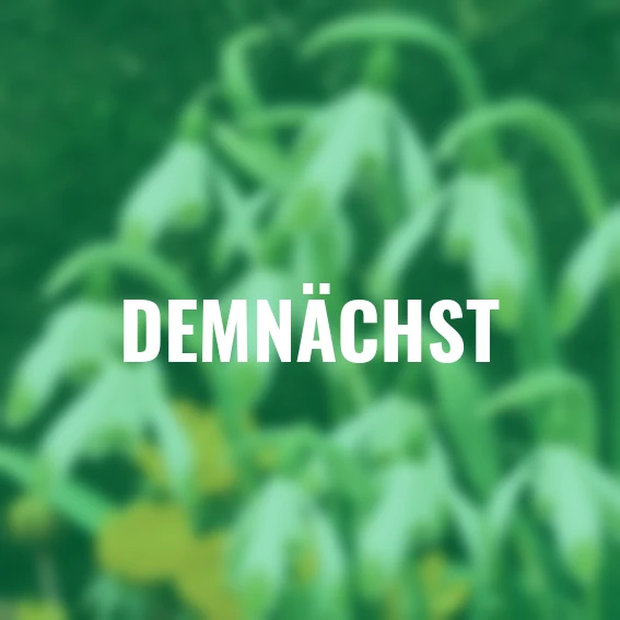 Schneeglöckchen Frühlingszauber