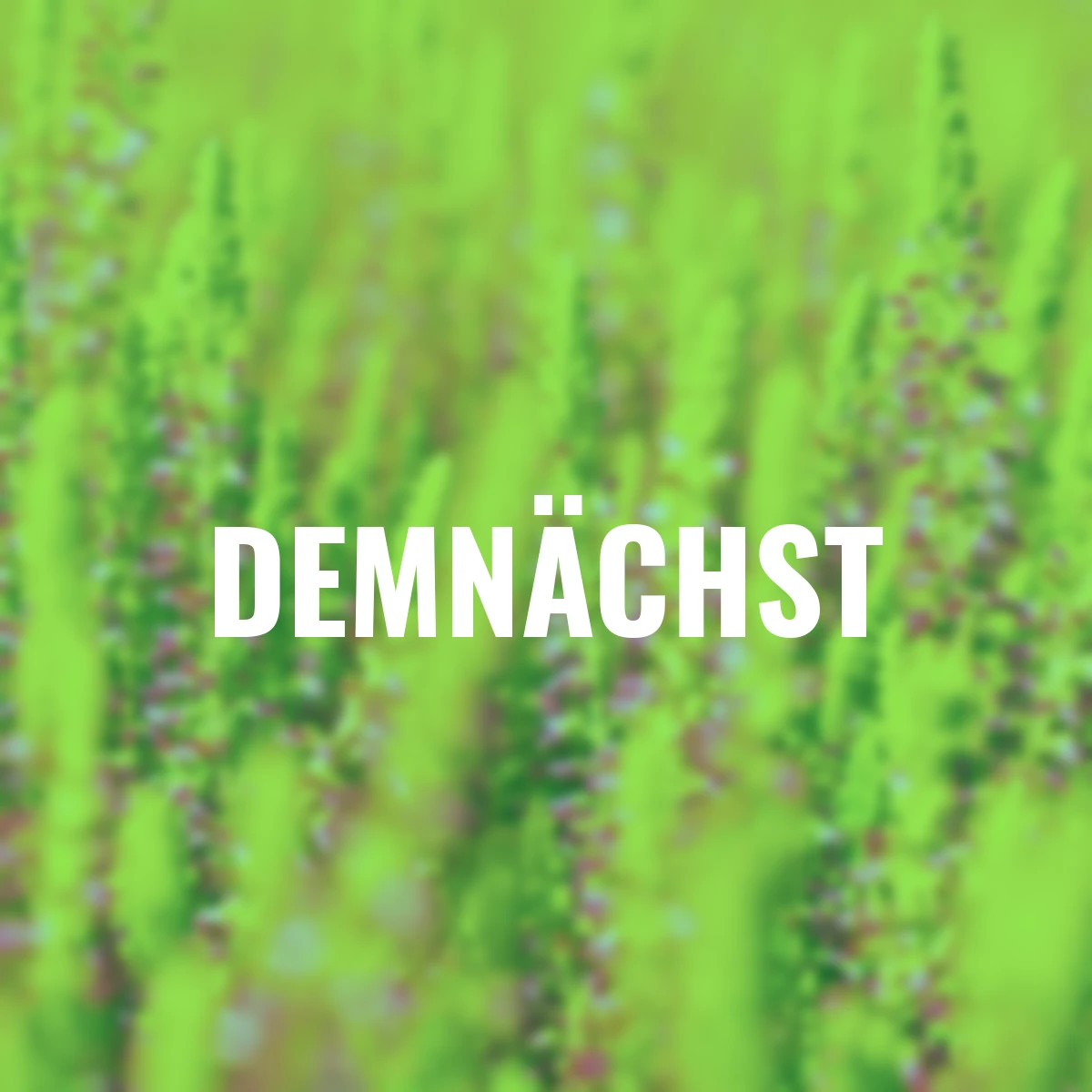 Knospenheide Gardengirls® Golden Angie