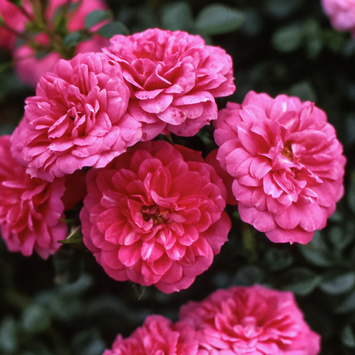 Bodendeckerrose Knirps®